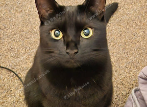 Missing cat lilly