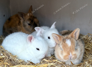 4 baby dwarf rabbits