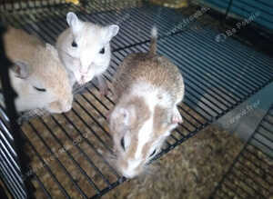 Mixed gerbil available