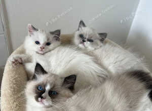Ragdoll Kittens
