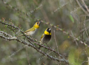 Cuban Finch - Bonded Pair