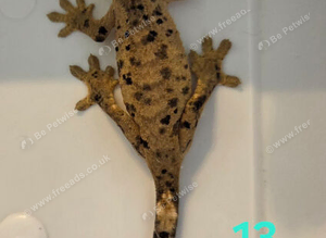 Ink Spot Dalmatian Juvenile Crested Geckos