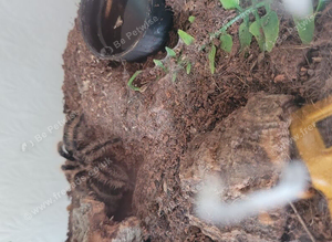 I have for sale 4 tarantulas