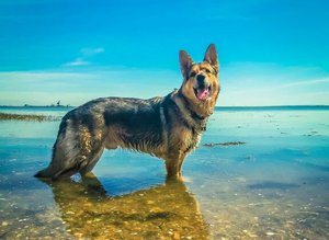 Stud only German shepherd