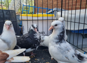Young birds