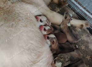 Beautiful Siberian huskys