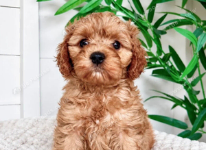 Adorable Cavapoo pups