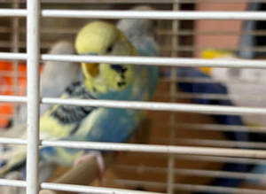 Beautiful Budgies