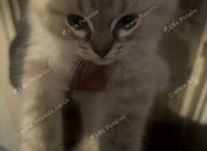 Radgoll kittens