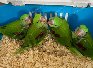 Hand Reared Tame Talking. Baby Alexandrian Parrots