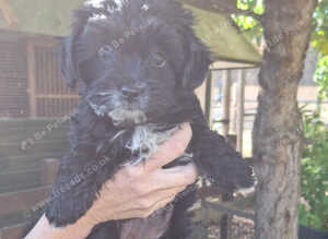Yorkiepoo pups