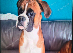Proven boxer stud