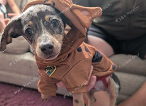 13 month  chiweenie