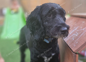 Male cockapoo