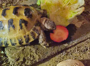 Almost 6 year old tortoise with full setup