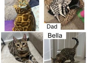 REDUCED two Bengal's available