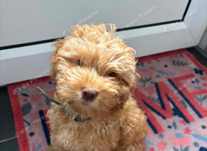 Male cockapoo