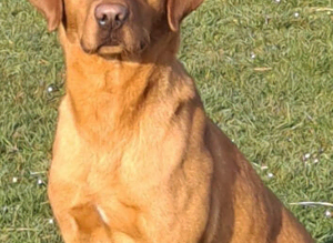Working Fox red labrador for stud