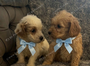 Cockapoo puppies for sale