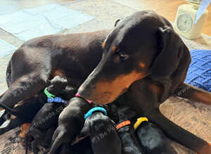 KC registered Doberman