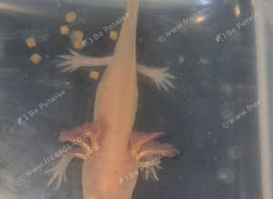 Juvenile golden axolotls