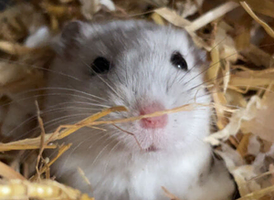 Older Russian dwarf hamster brothers