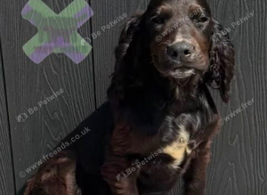 Kc cocker spaniel boy 17 dna health tested clear