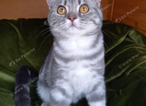 British shorthair kittens