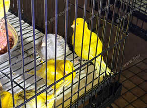 Fancy canary