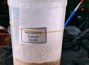 Microworm live cultures -high protein fish food