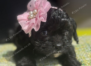 Beautiful little baby's