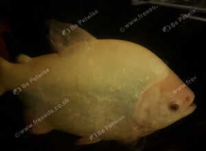 Large fish for sale