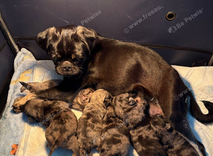 Bueatiful Merle pug babies