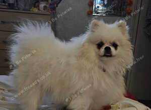 2 year old white teddy bear pomeranian dog for sale