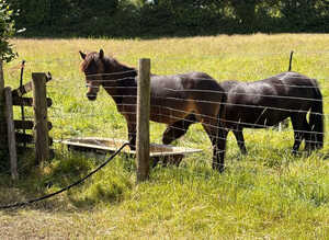 Courtenay Miss Matilda Dartmoor Hill Pony