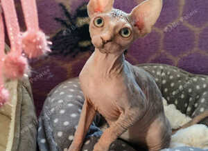 Two adorable Canadian Sphynx girls looking for forever homes.