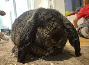 French Lop Buck 8 months old