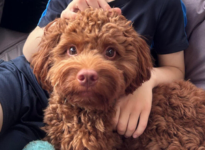 F1 red cockapoo