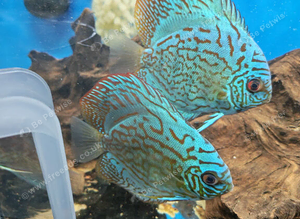 Discus -blue Turks, eruption, whites &pound;30 each