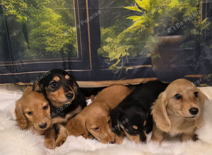 Miniature Dachshund Puppies KC Registered