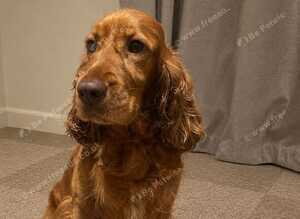 Stunning KC registered cocker spaniel Girl