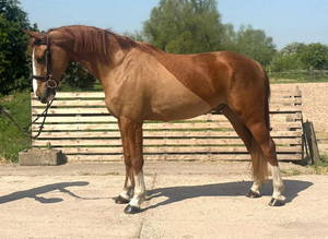Cracking gelding for someone