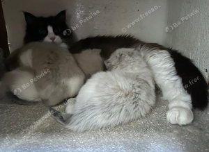 Full pedigree registered Ragdoll kittens