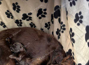 Working cocker spaniel