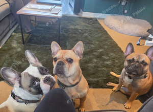 French bulldog puppies available November