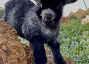 MY 8 MONTH OLD PYGMY GOAT IS MISSING!