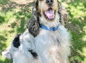 Show Cocker Spaniel at stud