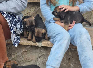 Beautiful border terrier pups