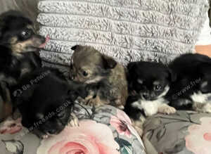 Chichon puppy's