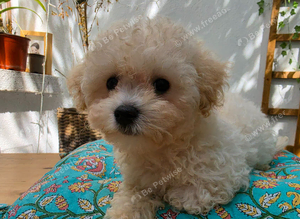 Beautiful Cavapoochon 1 boy and 1 girl